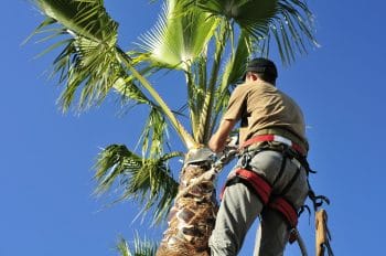 Palm Tree Trimming- Service That Save You Time And Money